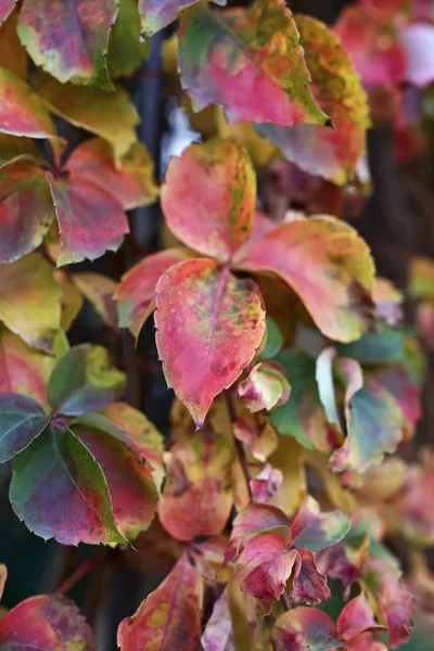 Italy, Lazio, countryside, autumn leaves — Stock Photo, Image