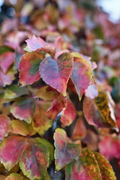 Italia, Lacio, campo, hojas de otoño — Foto de Stock