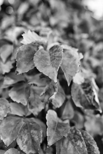 Itália, Lazio, campo, folhas de outono — Fotografia de Stock