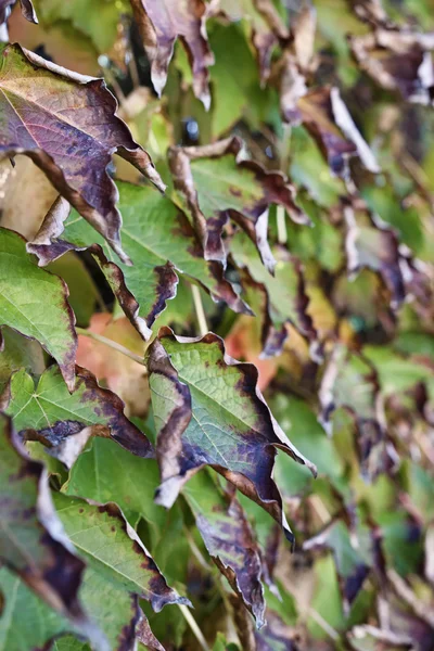 Italy, Lazio, countryside, autumn leaves — Stock Photo, Image