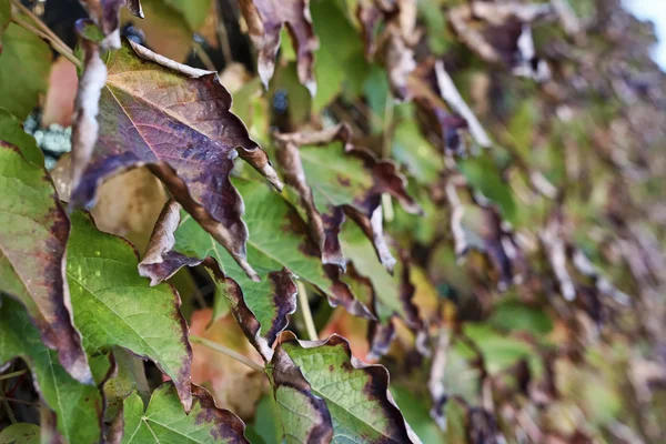 Olaszország, Lazio, vidéken, őszi levelek — Stock Fotó