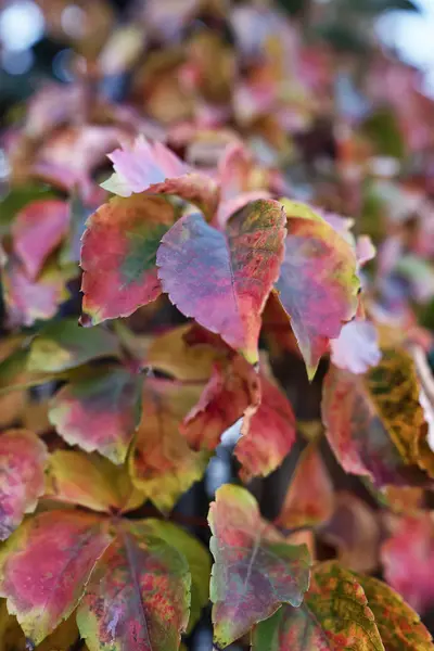 Italia, Lacio, campo, hojas de otoño — Foto de Stock