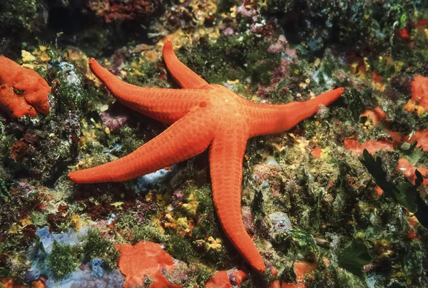 Mediterranean Sea, Elba Island, U.W. photo, red starfish - FILM SCAN — Stock Photo, Image