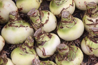 Hollanda, Amsterdam, çiçek pazarı, lale soğanı (Amaryllis) Satılık