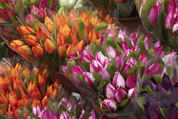 Holland, Amsterdam, Flowers Market, tulipanes holandeses falsos para la venta — Foto de Stock