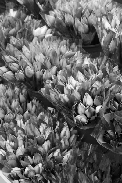 Holland, Amsterdam, Flowers Market, tulipanes holandeses falsos para la venta — Foto de Stock