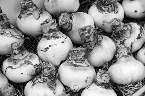 Holland, Amsterdam, Mercado de flores, bulbos de tulipa (Amaryllis) para venda — Fotografia de Stock