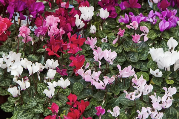 Holanda, Amsterdam, plantas de ciclamen en venta en un mercado local — Foto de Stock