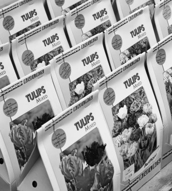 Hollanda, Amsterdam; Lale tohumu Satılık bir çiçek pazarı - yazı işleri 10 Ekim 2001, karışık