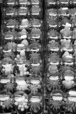 Hollanda, Amsterdam, kaktüs bitkileri yerel bir mağaza satış için