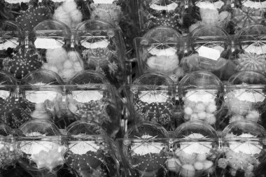 Hollanda, Amsterdam, kaktüs bitkileri yerel bir mağaza satış için