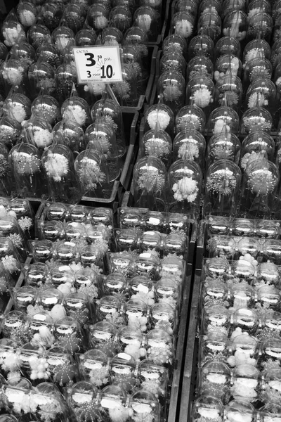 Holland, Amsterdam, cactus plants for sale in a local store — Stock Photo, Image