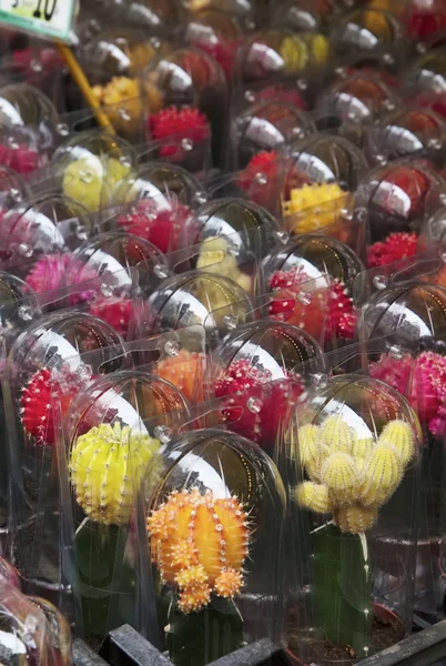 Holanda, Amsterdam, plantas de cactus en venta en una tienda local — Foto de Stock