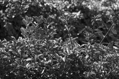 İtalya, kırsal, kiraz laurel bitkiler bir bahçe (karayemiş)