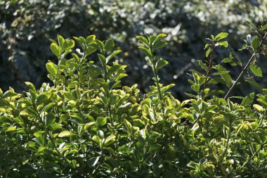 İtalya, kırsal, kiraz laurel bitkiler bir bahçe (karayemiş)