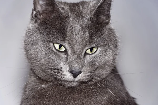 Retrato de un gato —  Fotos de Stock