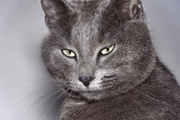 Retrato de un gato —  Fotos de Stock