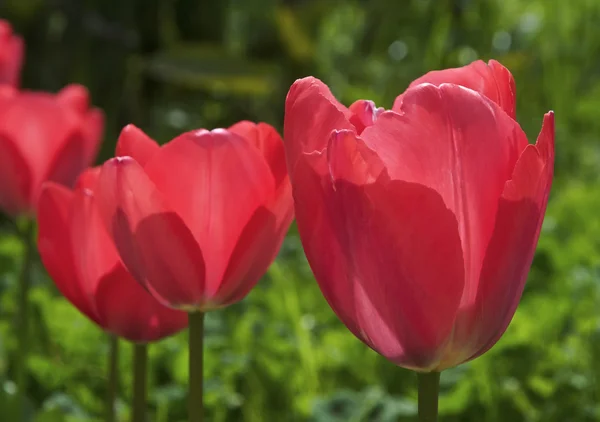 Red tulips in a garden — Stock Photo, Image