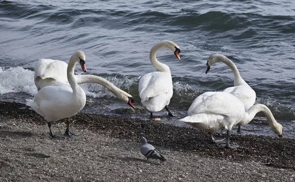 Itália, Lácio, Lago Bracciano (Roma), pombos e cisnes junto ao lago — Fotografia de Stock