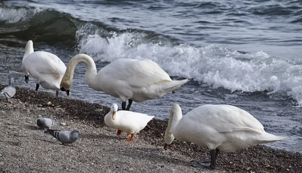 Itália, Lácio, Lago Bracciano (Roma), pombos, patos e cisnes junto ao lago — Fotografia de Stock