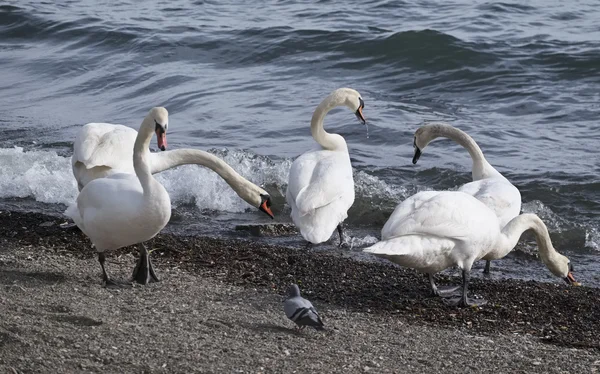 Itália, Lácio, Lago Bracciano (Roma), pombos e cisnes junto ao lago — Fotografia de Stock