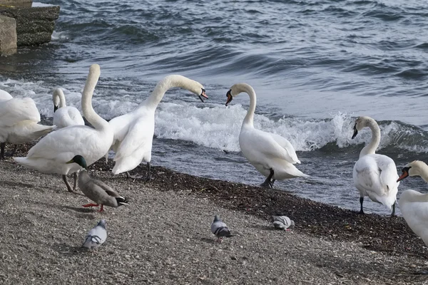 Itália, Lácio, Lago Bracciano (Roma), Trevignano, pombos, patos e cisnes junto ao lago — Fotografia de Stock