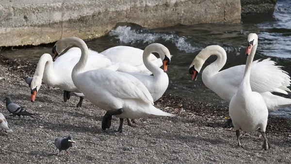 Itália, Lácio, Lago Bracciano (Roma), Trevignano, pombos, patos e cisnes junto ao lago — Fotografia de Stock