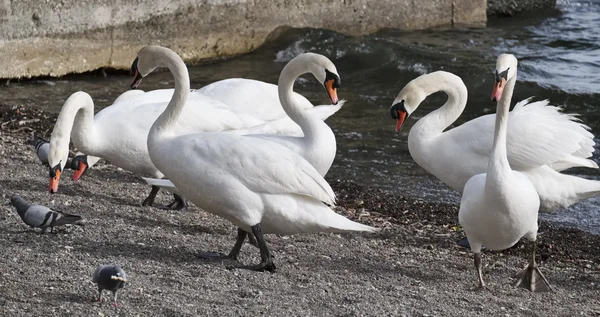 Itália, Lácio, Lago Bracciano (Roma), Trevignano, pombos, patos e cisnes junto ao lago — Fotografia de Stock