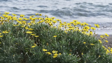 İtalya, Bracciano Gölü (Roma), göl kenarında vahşi sarı papatyalar 