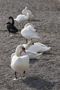 İtalya, Bracciano Gölü (Roma), Kuğu Gölü