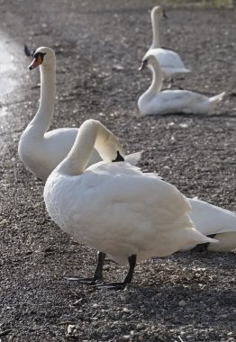 İtalya, Bracciano Gölü (Roma), Kuğu Gölü
