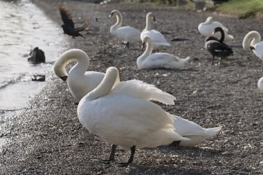 İtalya, Bracciano Gölü (Roma), Kuğu Gölü