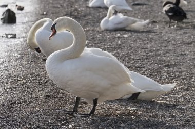 İtalya, Bracciano Gölü (Roma), Kuğu Gölü