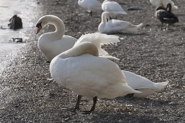 Италия, озеро Бракчано (Рим), лебеди у озера — стоковое фото