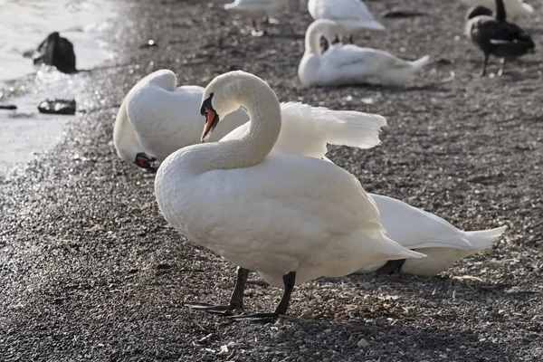 Italie, Lac de Bracciano (Rome), cygnes au bord du lac — Photo