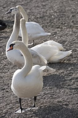 İtalya, Bracciano Gölü (Roma), Kuğu Gölü