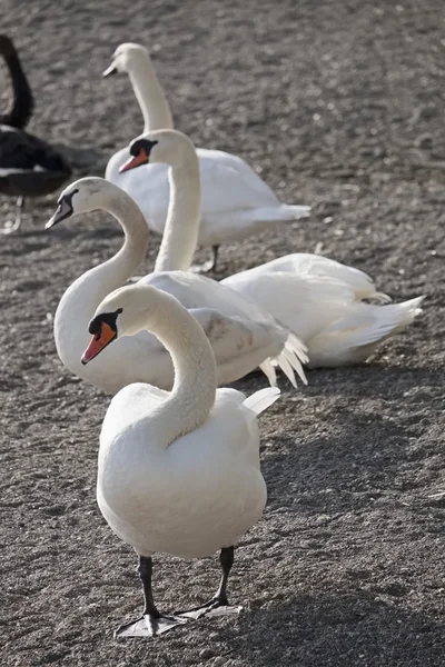 Italie, Lac de Bracciano (Rome), cygnes au bord du lac — Photo