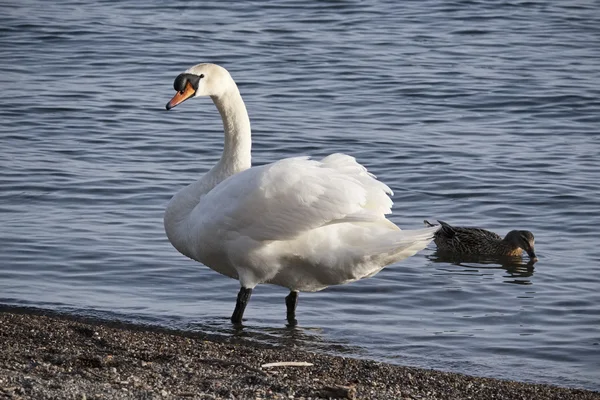 Itália, Lago Bracciano (Roma), cisne junto ao lago — Fotografia de Stock