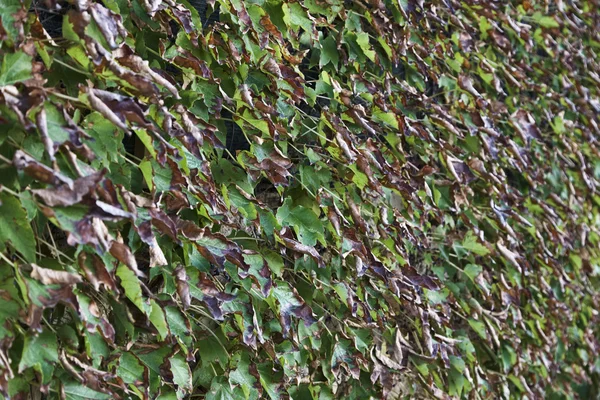 Italia, hojas de otoño en un jardín — Foto de Stock