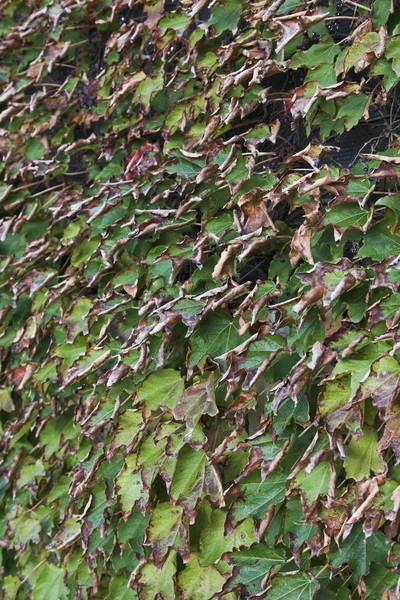 Itália, folhas de outono em um jardim — Fotografia de Stock