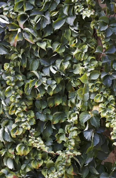 Italia, hojas de otoño en un jardín — Foto de Stock