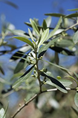 Sicilya, kırsal, zeytin ağacı