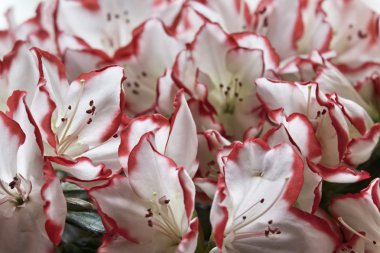 Açelya bitki bir bahçe