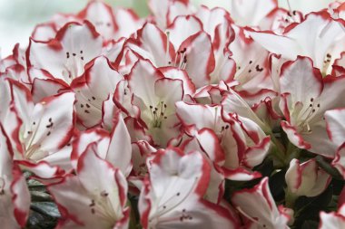 Açelya bitki bir bahçe