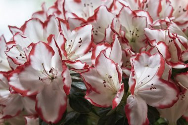 Açelya bitki bir bahçe