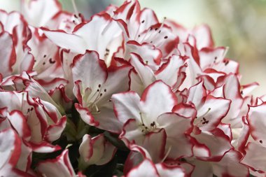 Açelya bitki bir bahçe