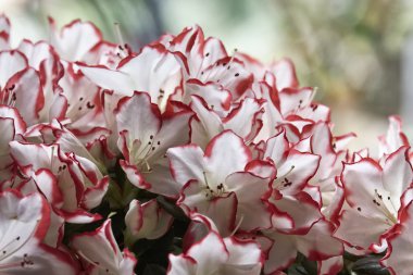 Açelya bitki bir bahçe