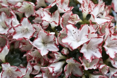 Açelya bitki bir bahçe