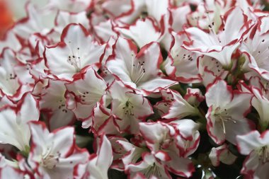 Açelya bitki bir bahçe