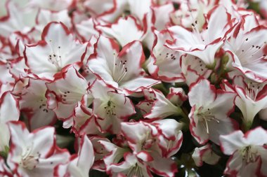 Açelya bitki bir bahçe